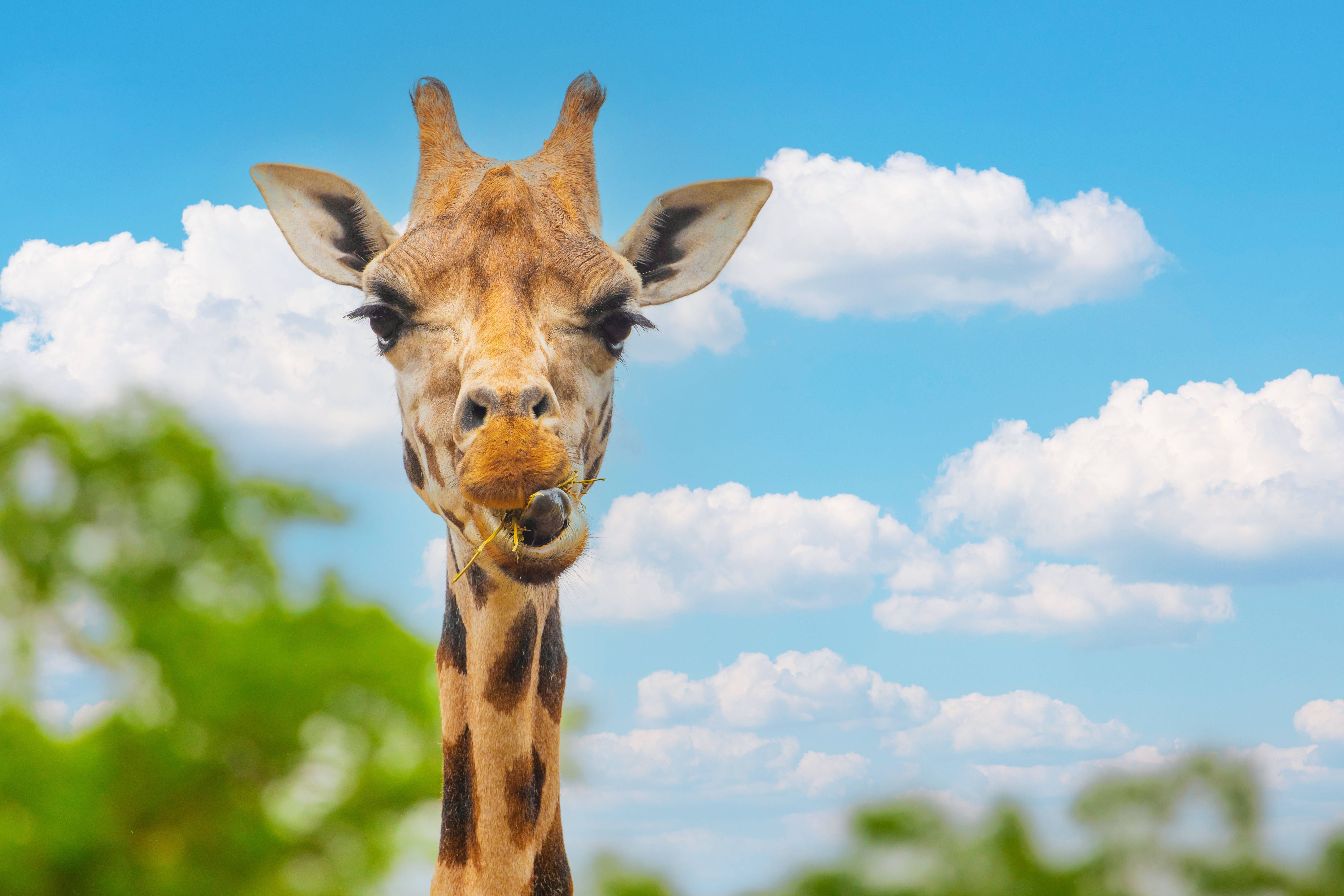 Neuer Test enthüllt: Giraffen sind gut in Mathe