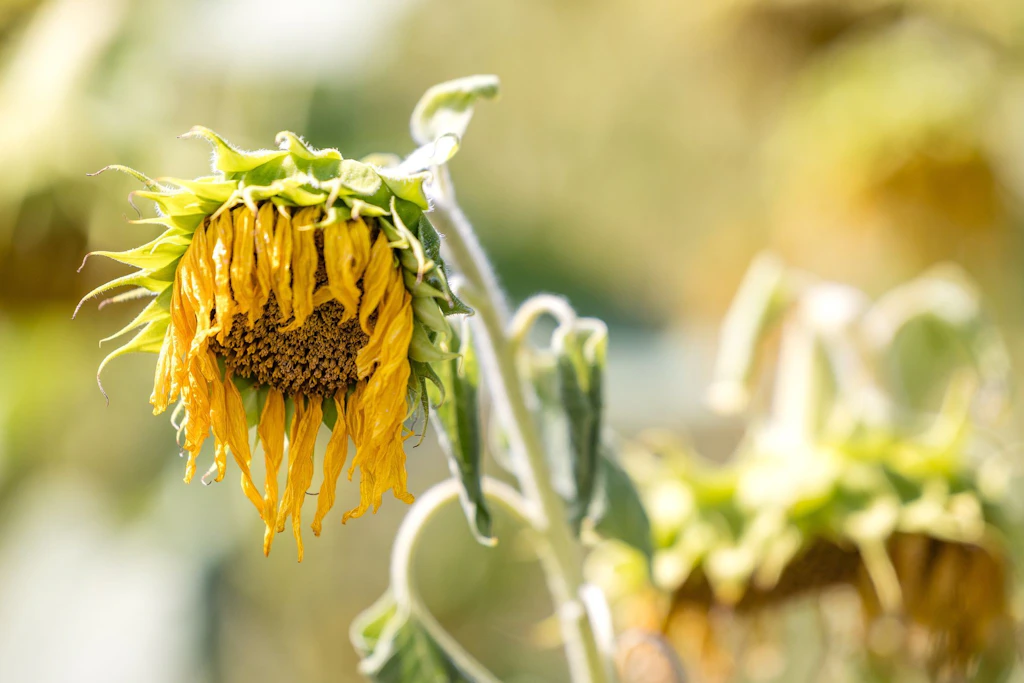 Auch Sonnenblumen mögen keine Trockenheit.