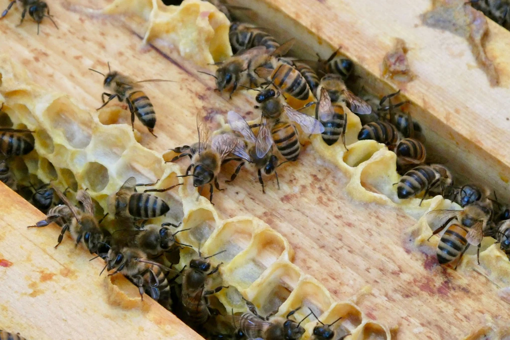 Die Asiatischen Hornissen lauern vor den Bienenstöcken.