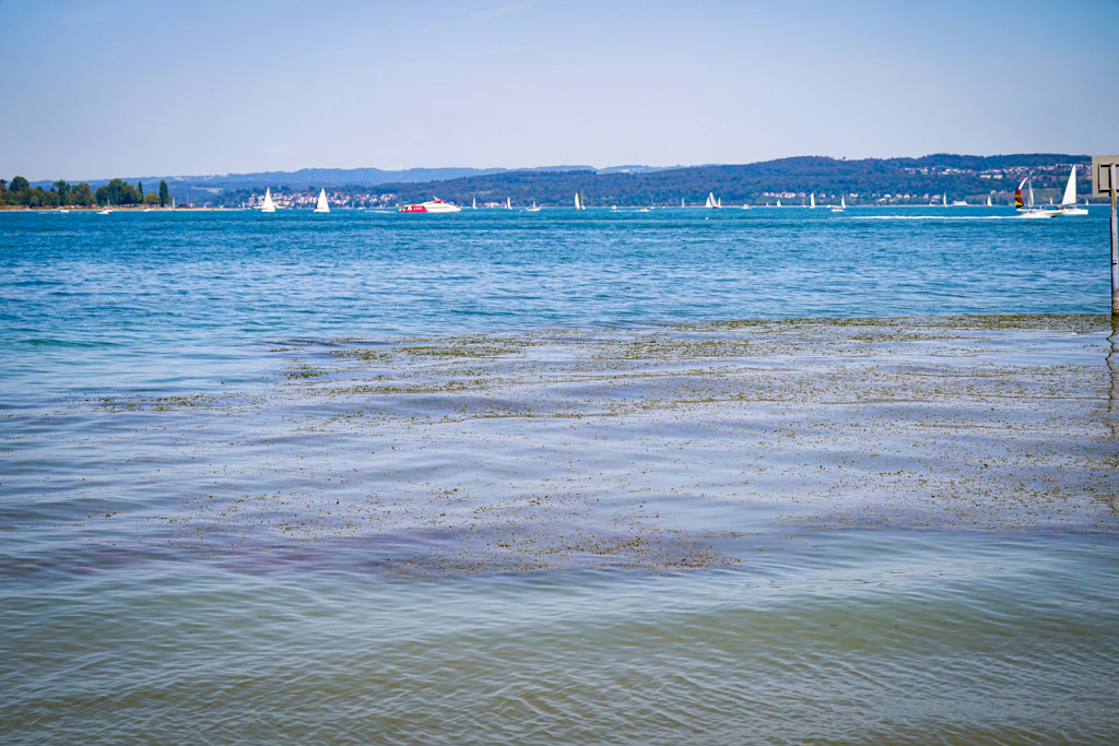 Vorn knietiefes Wasser, dahinter die offene Fläche: Im Schnitt ist der Bodensee rund 90 Meter tief, an der tiefsten Stelle 251.