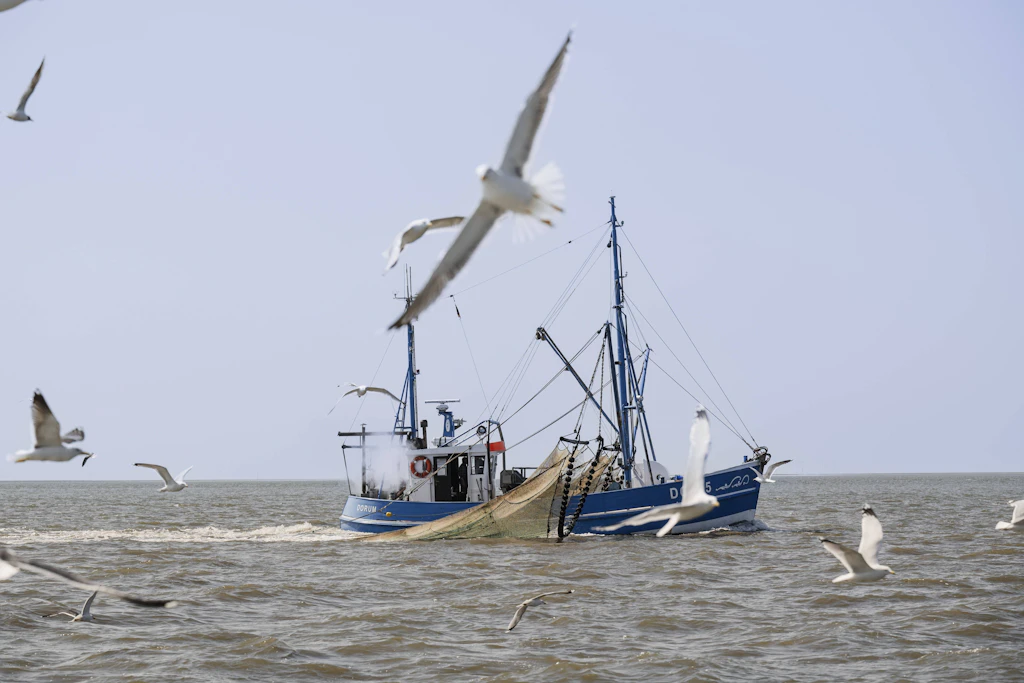 EU-Minister erlauben Ostseefischern weiterhin kleine Heringsfänge.