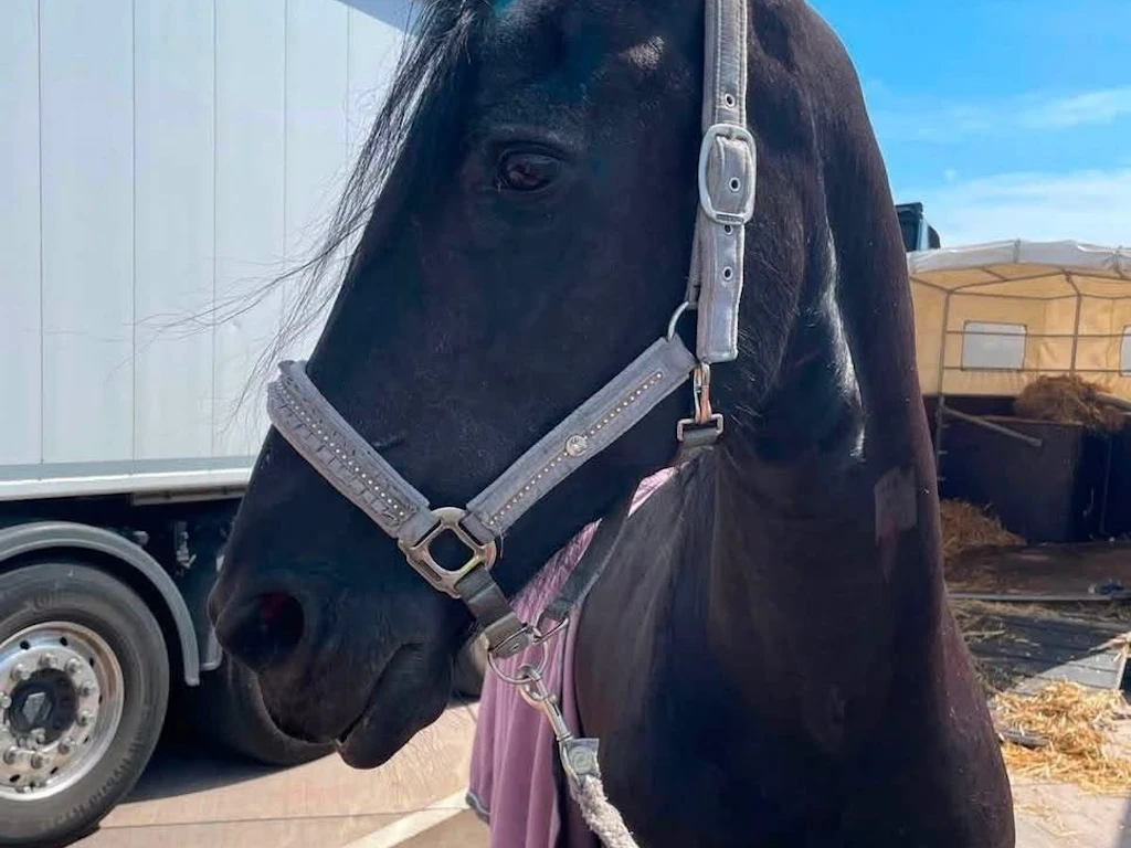 Das Reitpferd war in seinem Anhänger gestürzt. Mehr als zwei Dutzend Helfer waren für die Befreiung nötig.
