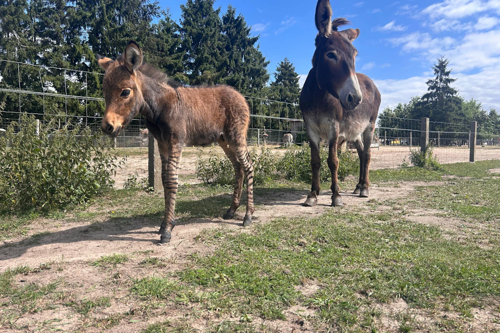 Im Tiererlebnispark Müritz wurde ein Zebresel (l) geboren - eine Mischung aus Zebra und Esel.