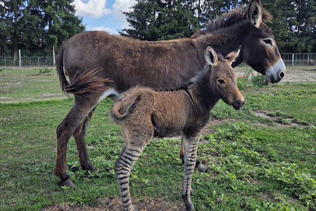 Im Tiererlebnispark Müritz wurde ein Zebresel geboren - eine Mischung aus Zebra und Esel.