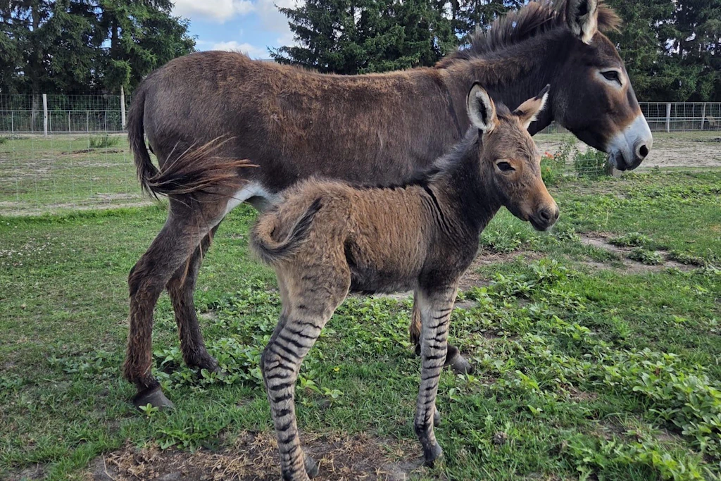Im Tiererlebnispark Müritz wurde ein Zebresel geboren - eine Mischung aus Zebra und Esel.
