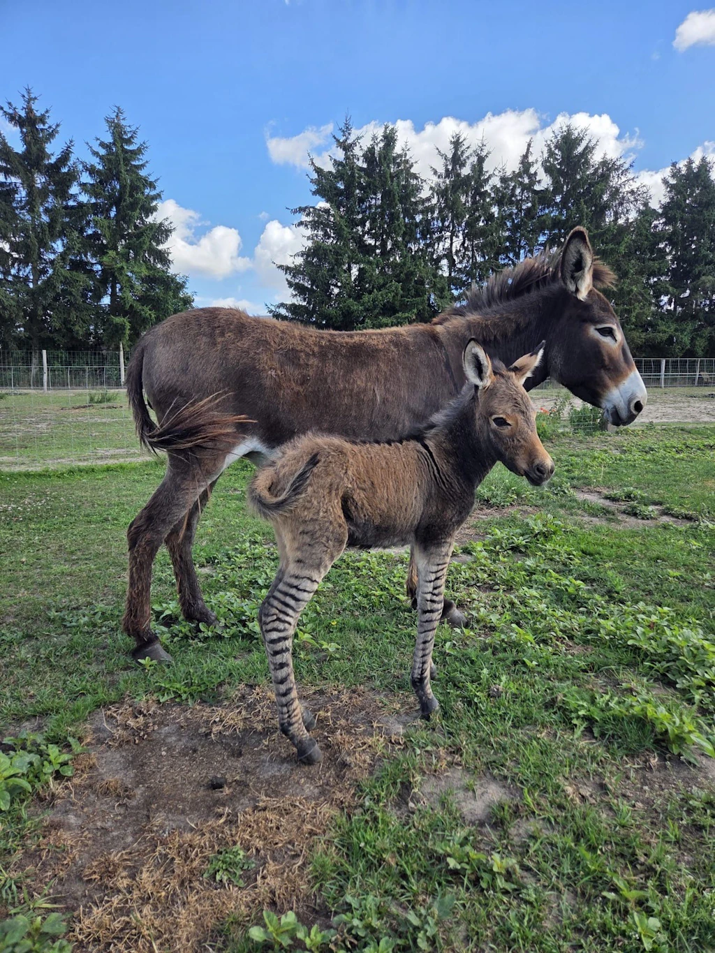 Zebra plus Esel ergibt Zebresel: Dieses Fohlen kam in Ost-Tierpark zur Welt