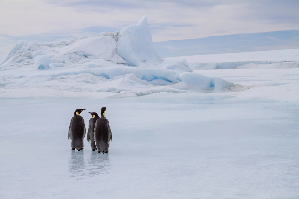 Seymour Island: Pinguinfossilien speichern Spuren des Eozän-Klimas