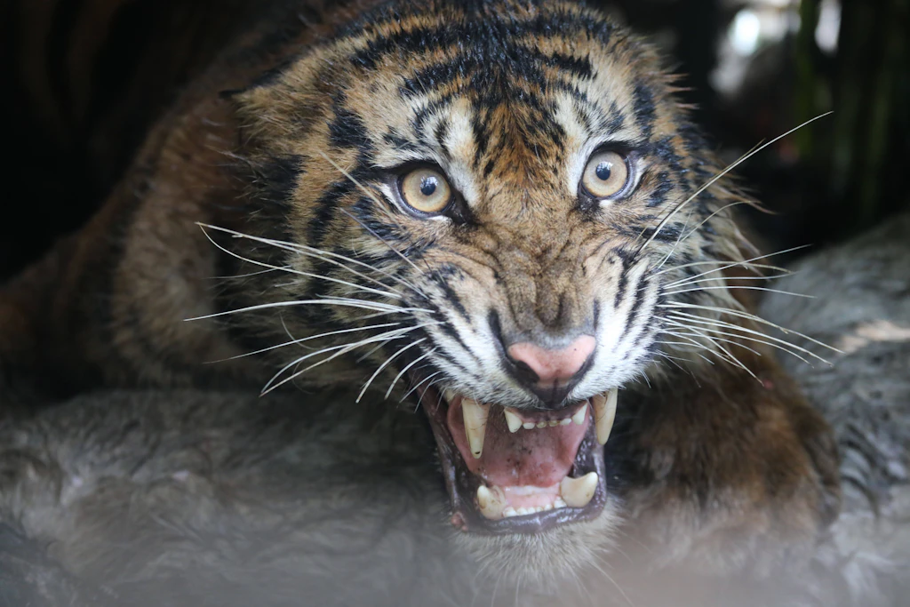 Keine 70 Minuten: Tigerin tappt 50 Meter hinter der Grundschule in die Falle