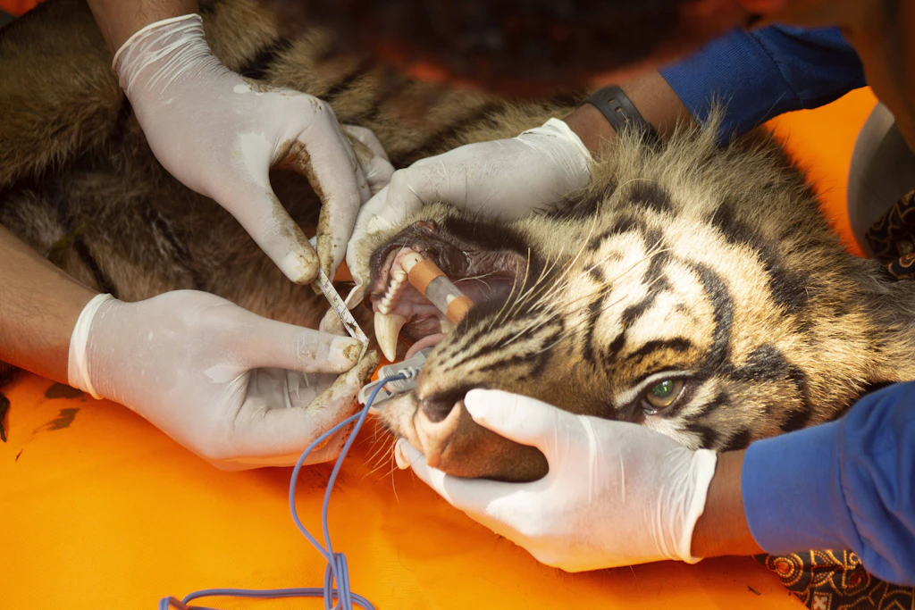 Tierärzte untersuchen die gefangene Sumatra-Tigerin am 12. August 2026 in Agam auf West-Sumatra.