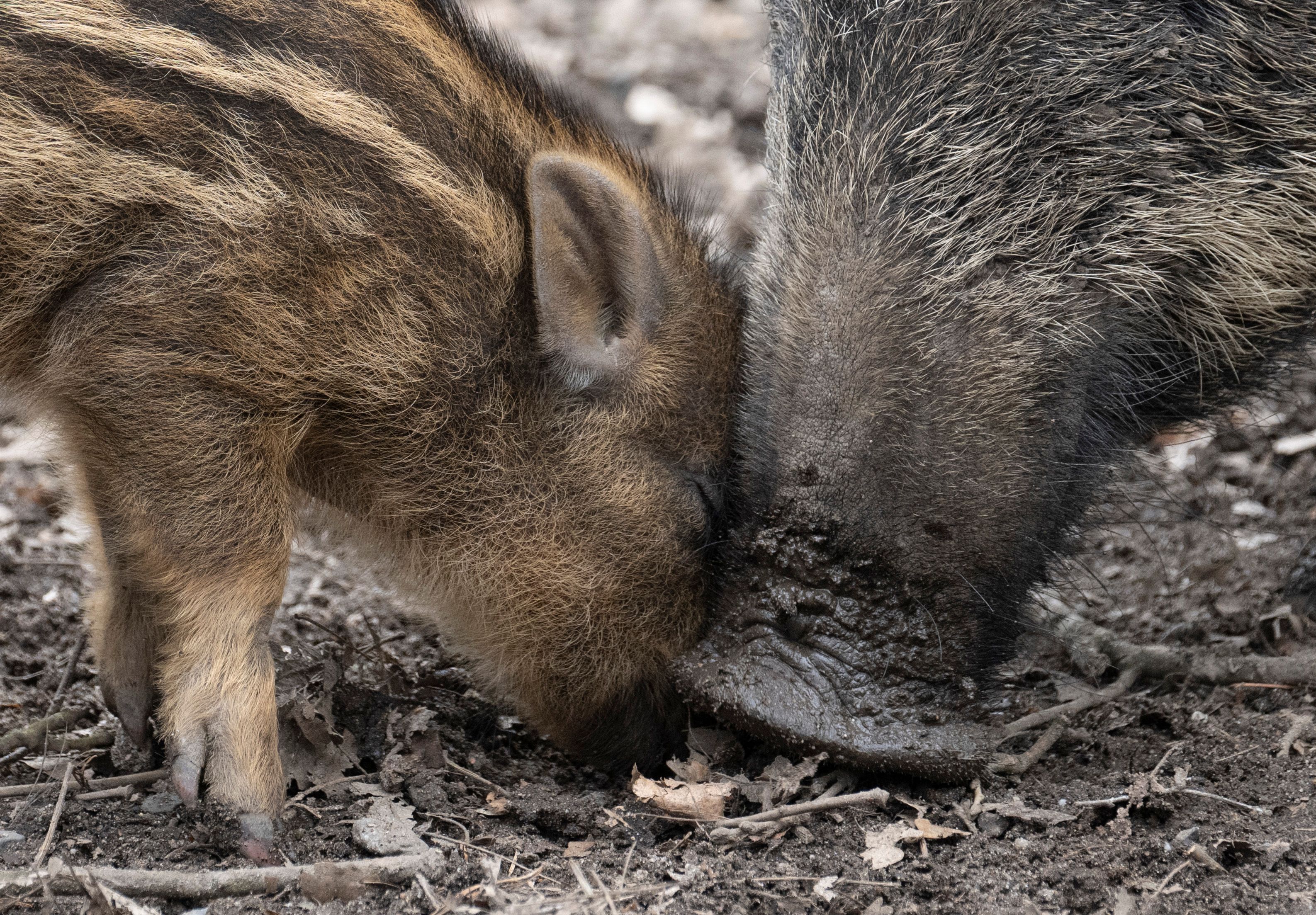 Ruhe am Tümpel: Jagdverzicht in Teilen der ostdeutschen Wälder