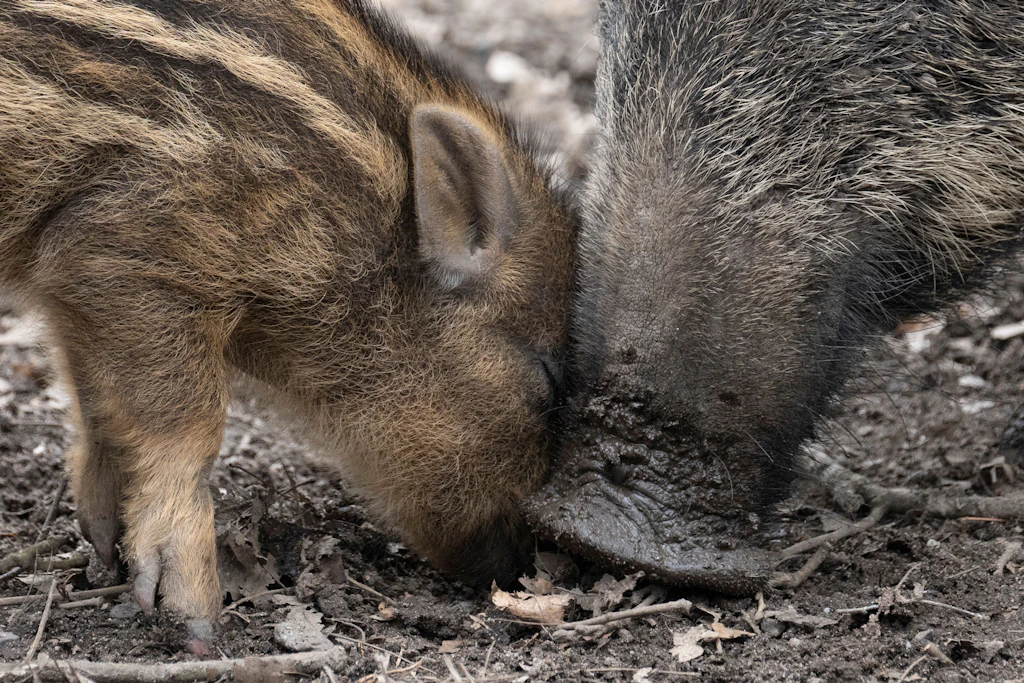 Ausgewachsene Wildschweine brauchen bis zu vier Liter Wasser täglich. Ausgetrocknete Böden erschweren ihnen den Zugang zu Wasserquellen.
