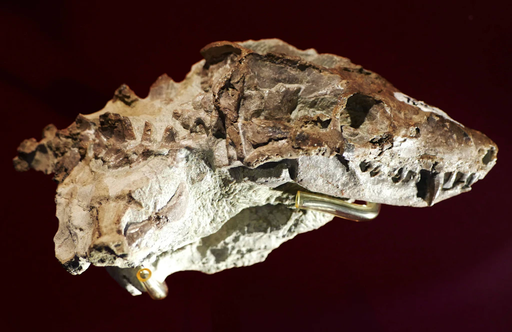 Cynodonten-Fossil: Hinweise auf Lebendgeburt Millionen Jahre früher als angenommen