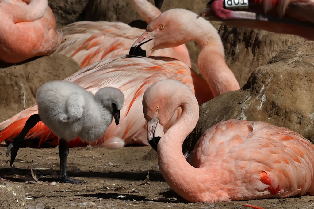 Ein Flamingoküken in der Kolonie der Tiere im Vogelpark Marlow.
