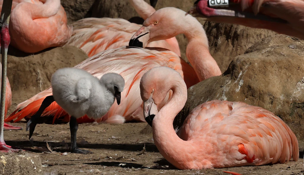 Vogelpark Marlow: Flamingokolonie wächst auf 100 Tiere