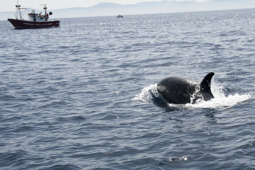 Ein Schwertwal taucht vor der spanischen Küste neben einem Fischerboot auf: In der Straße von Gibraltar kreuzen Orcas und Schiffsverkehr täglich dieselben Wege (Symbolfoto)