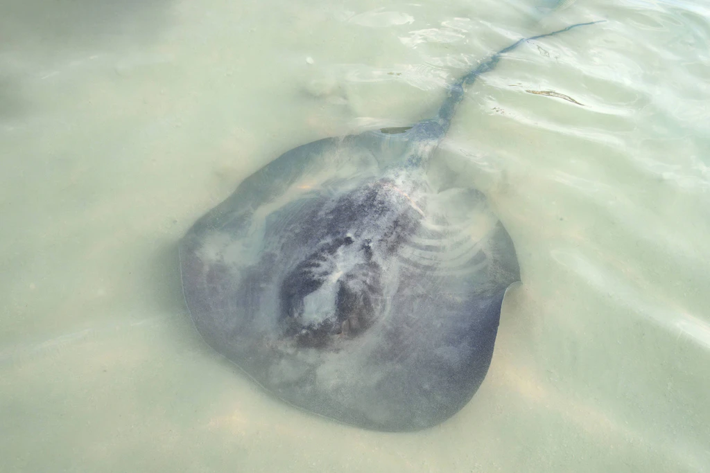 Ein Stachelrochen liegt halb eingegraben im flachen Wasser. Genau so übersehen ihn Badegäste – bis sie darauftreten. (Symbolbild)