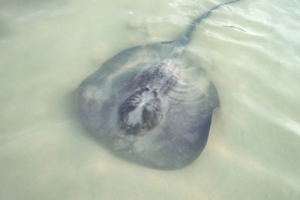 Ein Stachelrochen liegt halb eingegraben im flachen Wasser. Genau so übersehen ihn Badegäste – bis sie darauftreten. (Symbolbild)