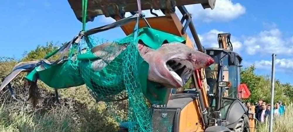 Das Monster vom Ostseestrand: Toter Riesenhai vor Dänemarks Küste geborgen