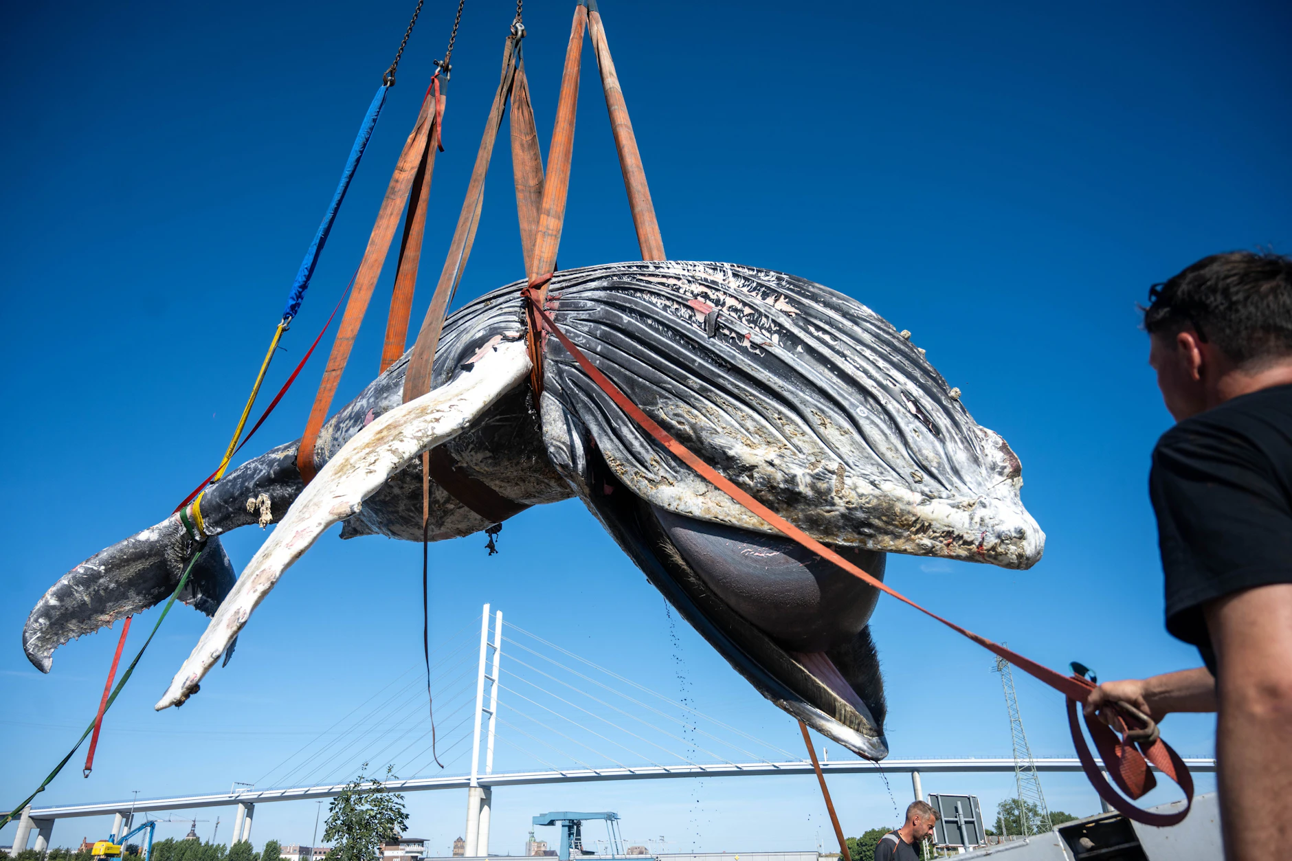 Der tote Buckelwal Hartwin wird aus dem Meer geborgen. In der vergangenen Woche stieß die Besatzung einer polnischen Jacht im Greifswalder Bodden auf den Kadaver.