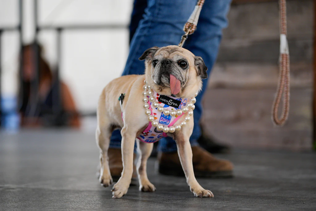 „Hässlichster Hund der Welt“: Dieser Mops gewinnt 5000 Dollar
