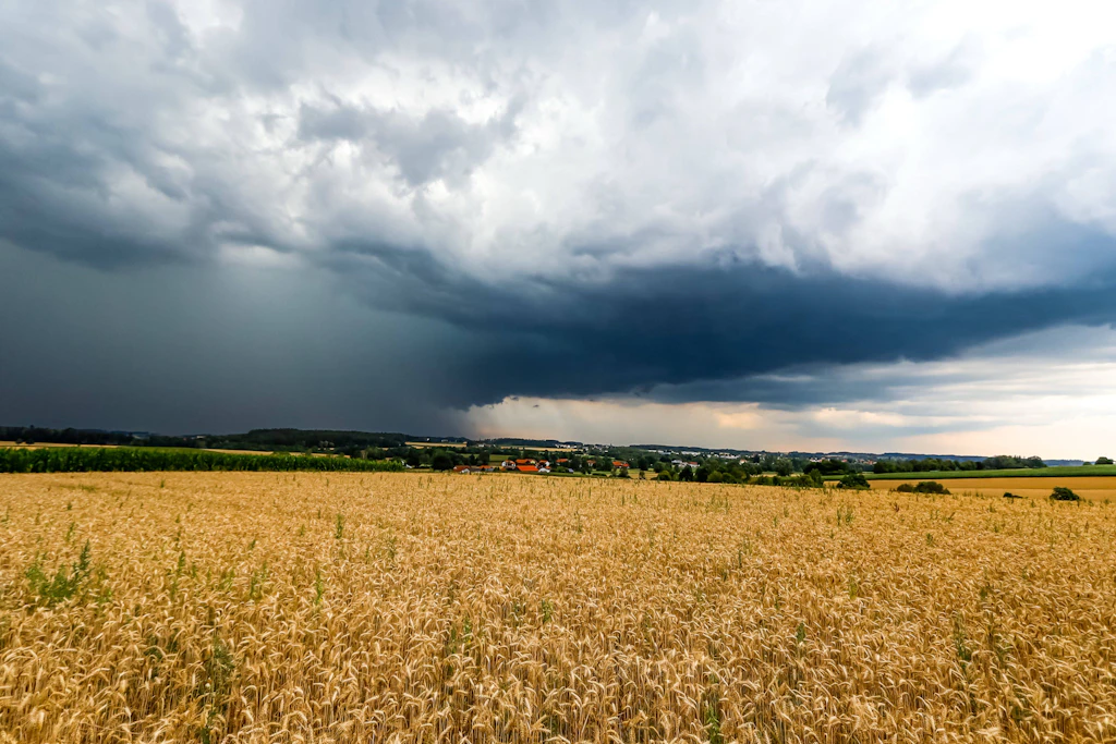 Eine Gewitterfront zieht mit sichtbaren Regenschleiern über ein Getreidefeld: Der DWD warnt am Samstag vor Böen bis 100 km/h. (Symbolbild)