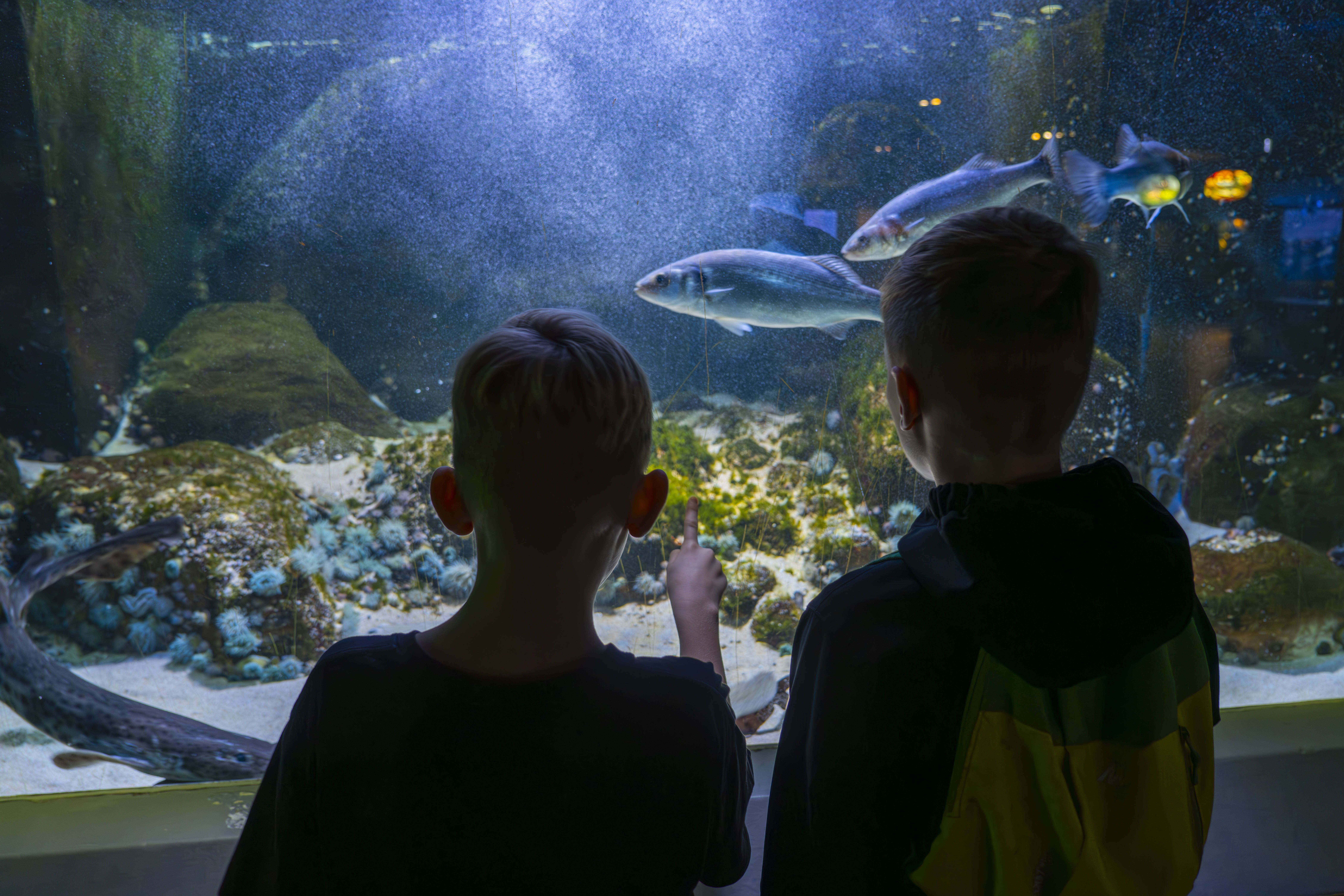 Aquarium Berlin öffnet wieder: Was Besucher jetzt erwartet