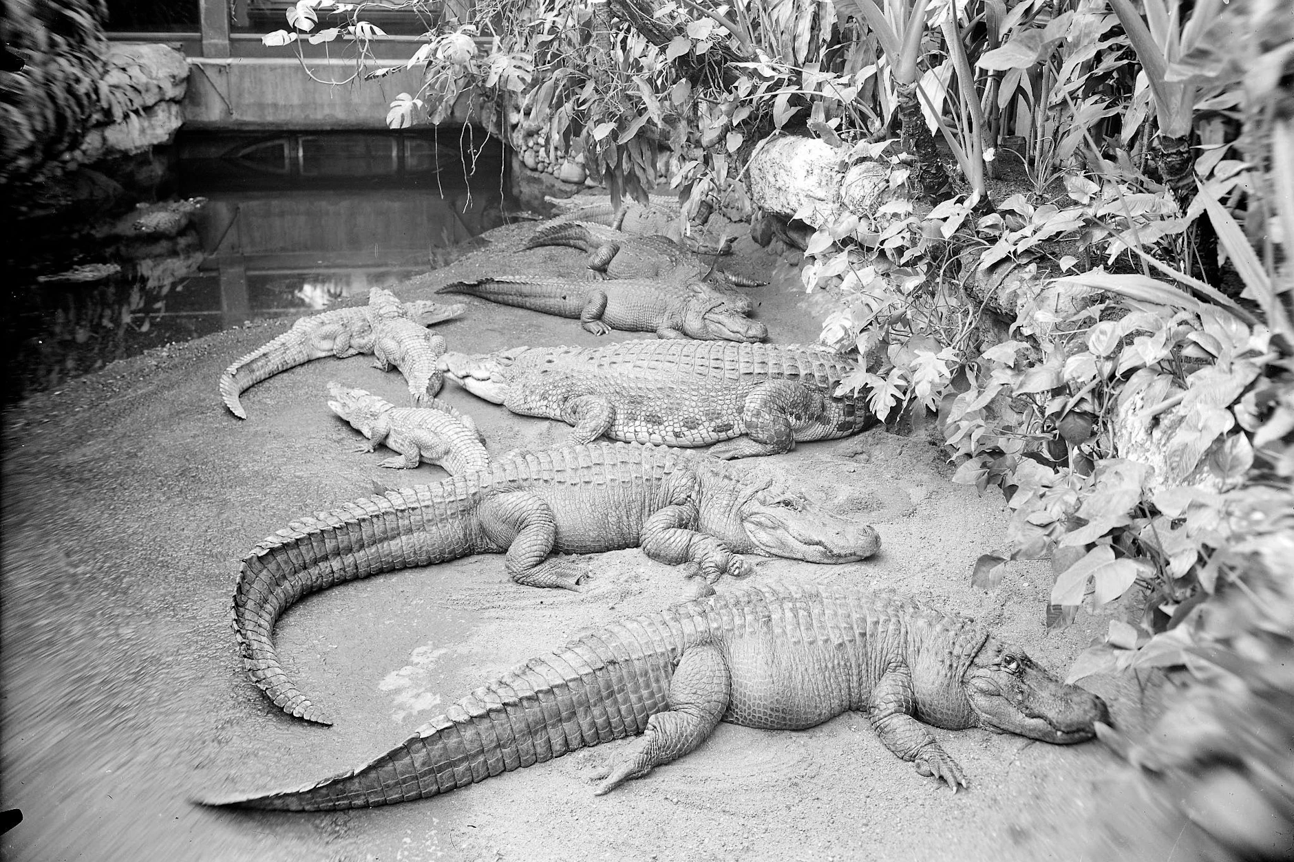 Eine historische Aufnahme der Krokodilhalle. Sie war weltweit die erste für Besucher begehbare Halle mit Reptilien.