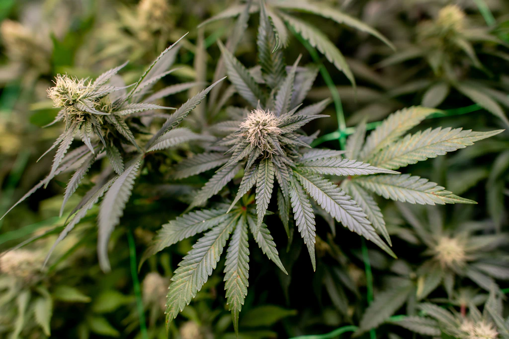 Cannabis-Legalisierung in MV: Krankenhausfälle steigen