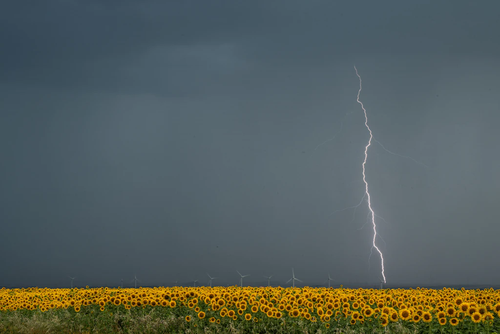 Ein Blitz schlägt neben einem Sonnenblumenfeld ein: In der Nacht zum Montag erwartet der DWD im Süden und Südosten Deutschlands erneut kräftige Gewitter mit Starkregen. (Symbolbild)