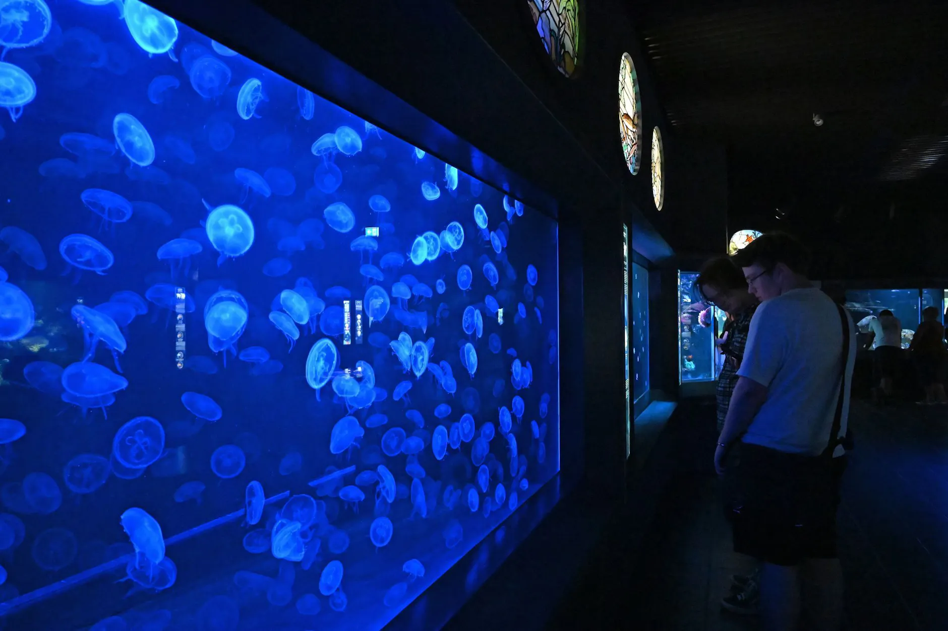 Besonders stolz ist da Aquarium auf seine Quallenzucht.