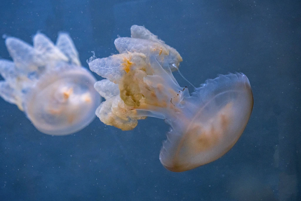 Südatlantische Wurzelmundquallen (Lychnorhiza lucerna), eine der vielen exotischen Arten im Aquarium Berlin.