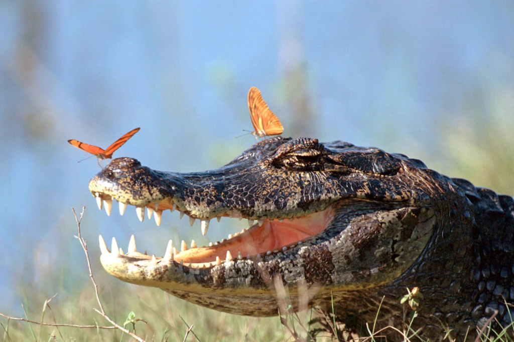 Purussaurus neivensis war ein früher Verwandter heutiger Kaimane.