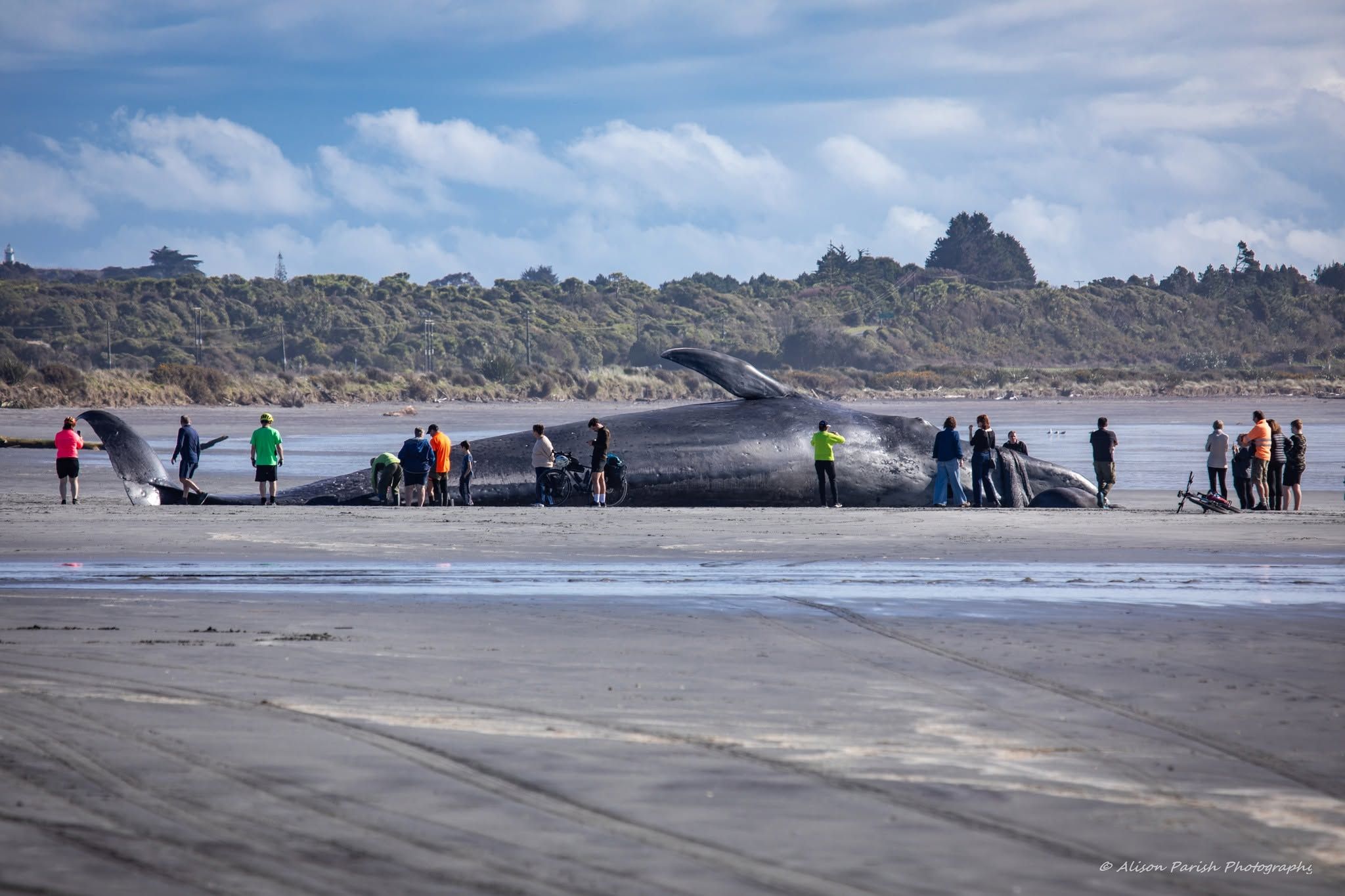 Ein seltener Anblick: 21,7 Meter langer Zwergblauwal an Strand gespült!