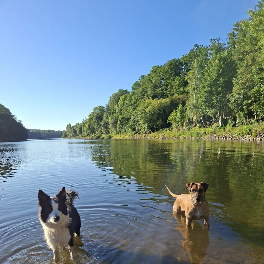 Die Enge der städtischen Freibäder meiden auch diese beiden Vierbeiner aus Sachsen. Sie baden lieber in der Talsperre Malter.