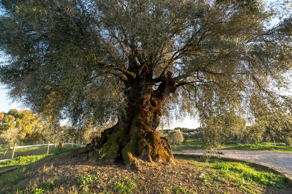 Die Oliveira do Mouchão bei Abrantes in Portugal. Ihr Alter wird auf rund 3350 Jahre geschätzt, der Olivenbaum trägt bis heute Früchte.