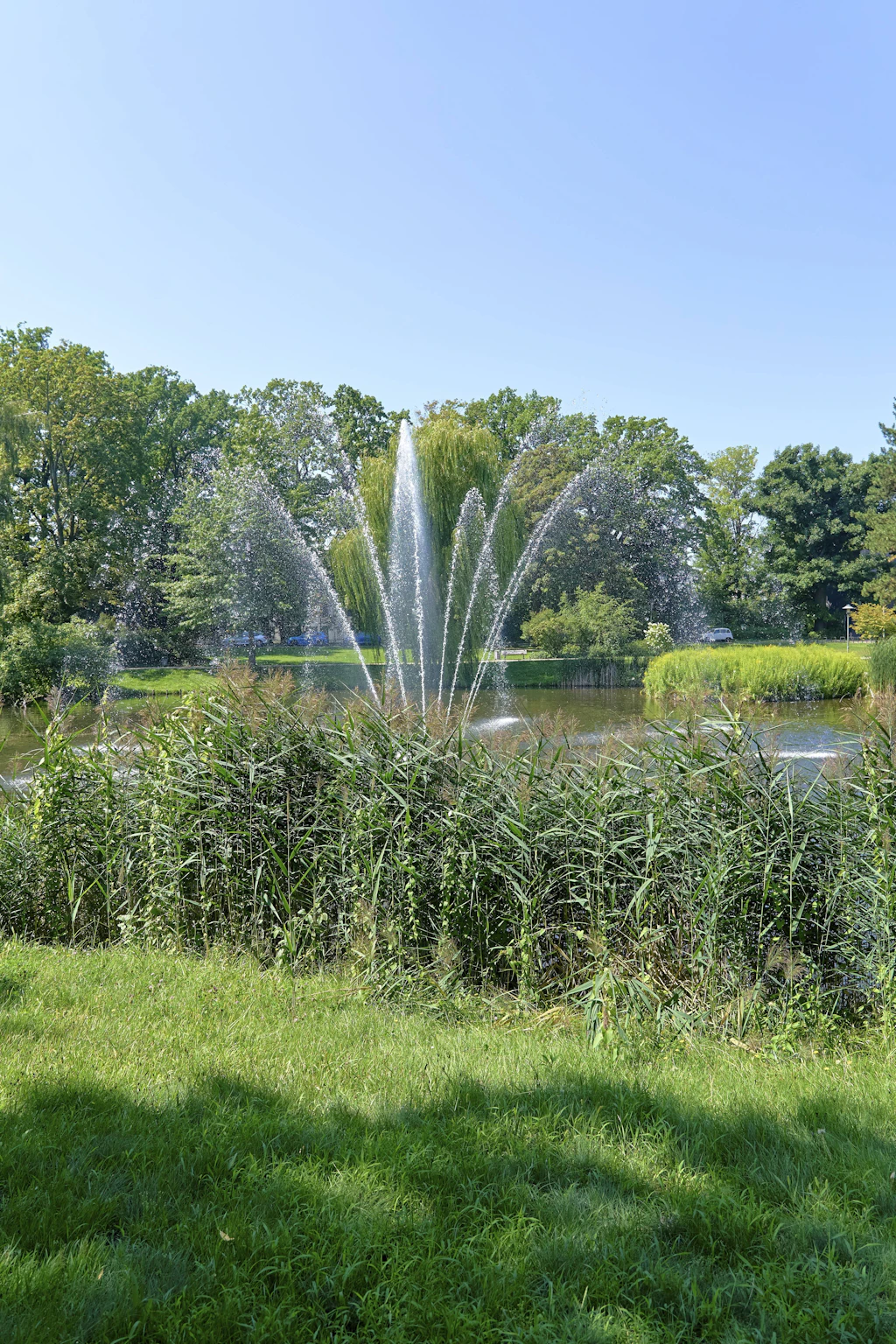 Urbane Erholung und ökologische Wasserkunst im historischen Goethepark Amtsteich in Cottbus Brandenburg, eine kunstvolle Springbrunnen Fontäne sprudelt im August als kühlende Oase der Stadtlandschaft im Sommer, dichter Schilfgürtel mit Schilfrohr (Phragmites australis) im vegetativen Stadium bildet