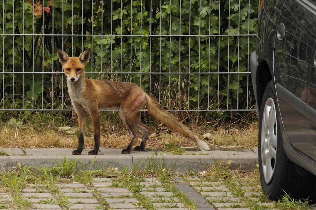 Wenn Sie nachts aktuell furchtbare Schreie hören, ist er vermutlich der Übeltäter: ein junger Rotfuchs (<em>Vulpes vulpes</em>) in Berlin