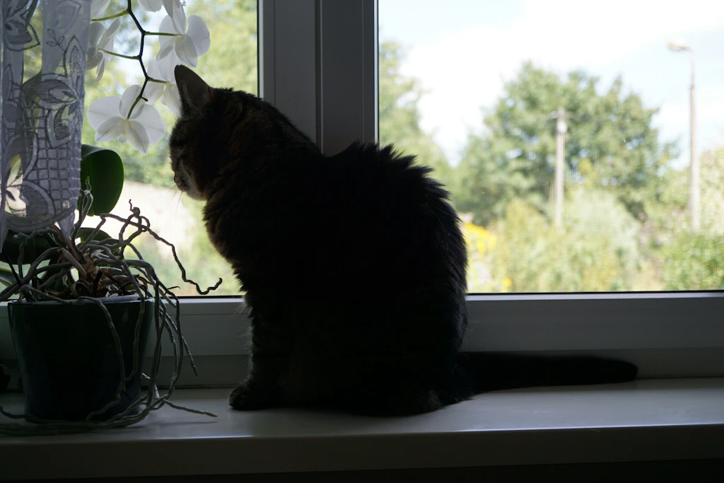 Hinsichtlich Katzen haben Deutsche gegenüber Chinesen ein konkretes Vorurteil.