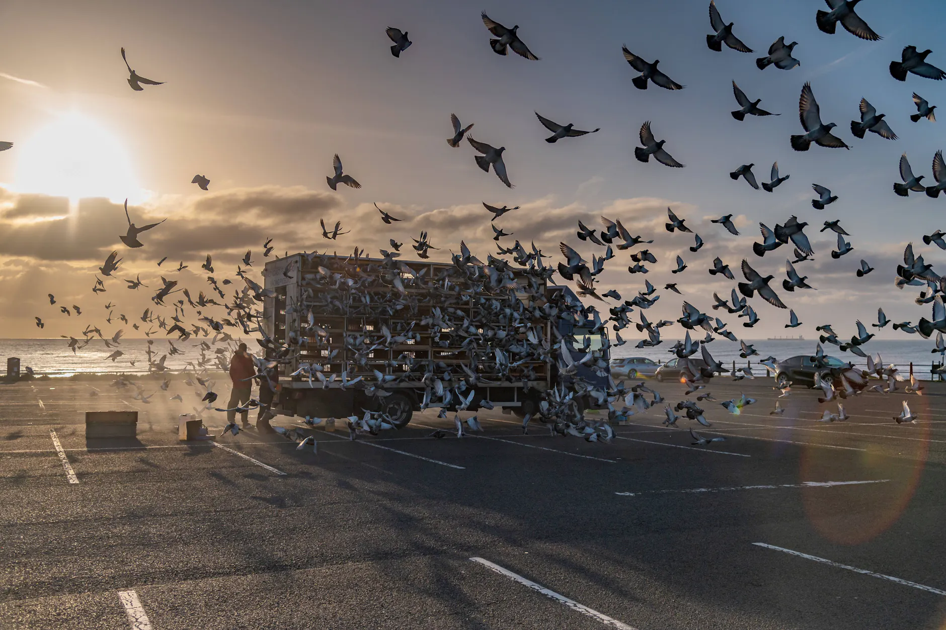 Wo verlässlich gefüttert wird, bleibt der Schwarm: Genau das rechnet Hartlepool seinem Vogelmann als Rattenproblem an.