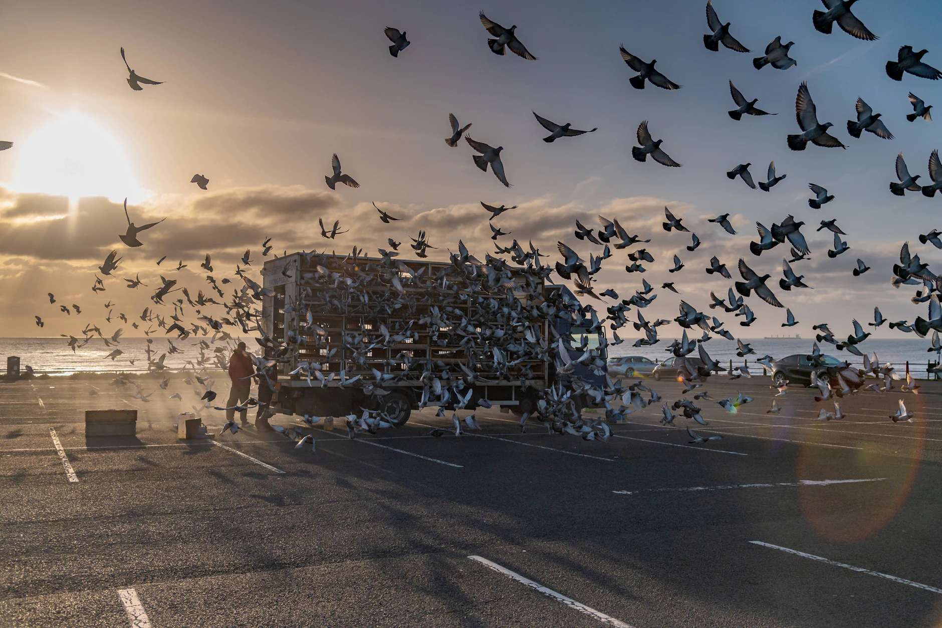 Wo verlässlich gefüttert wird, bleibt der Schwarm: Genau das rechnet Hartlepool seinem Vogelmann als Rattenproblem an.