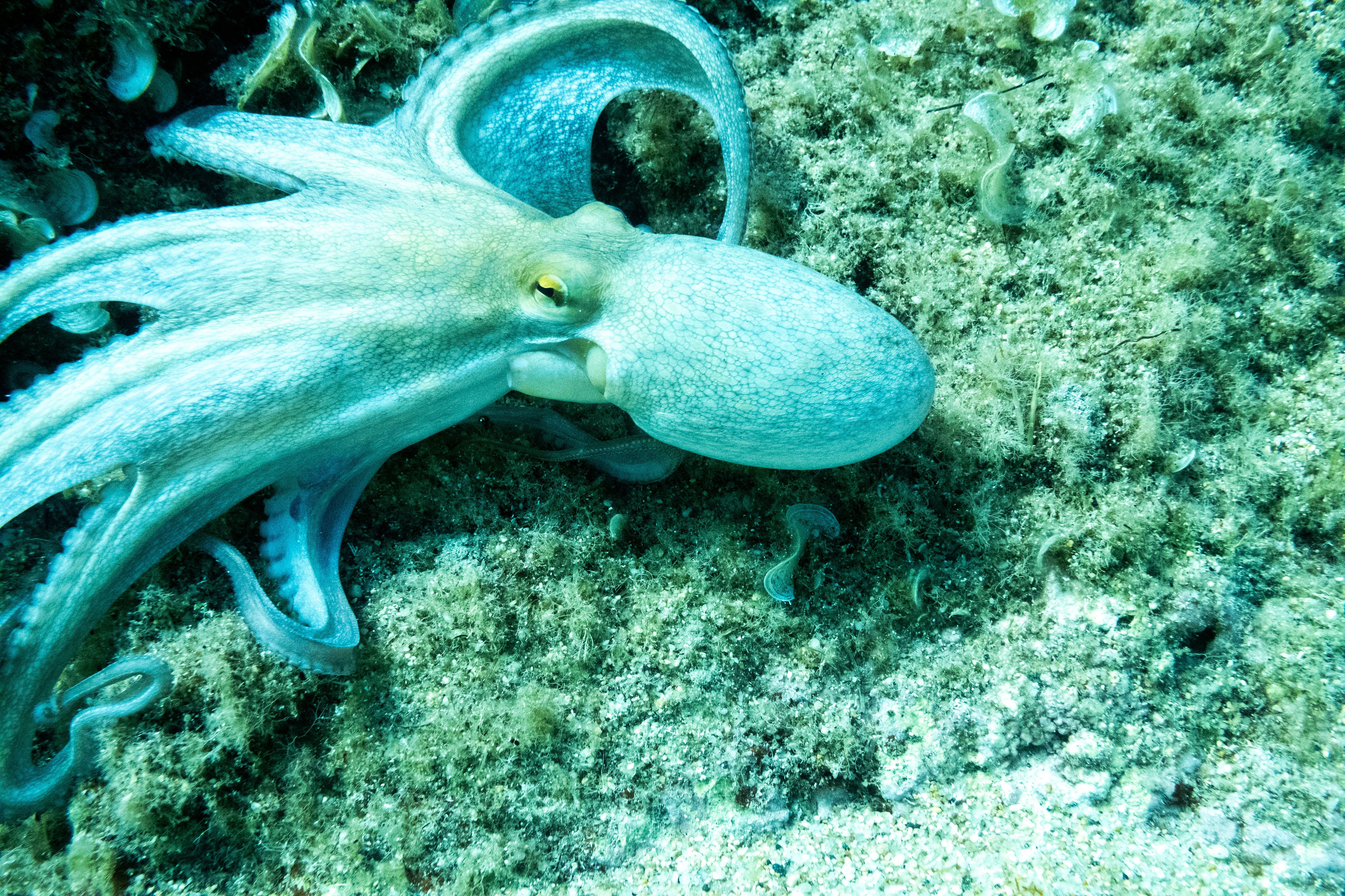 Tintenfisch-Alarm! Kraken und Kalmare erobern die Nordsee