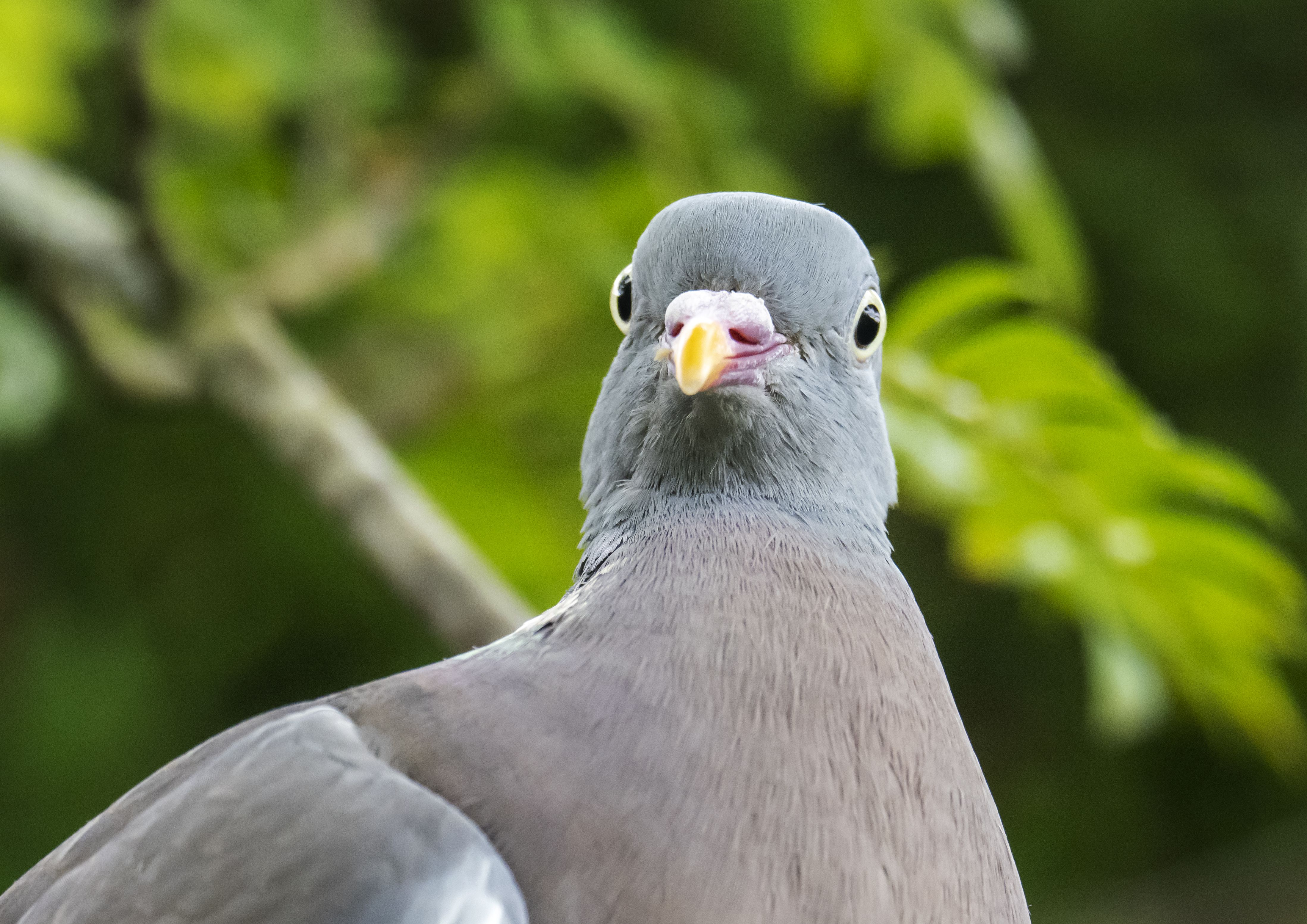 Der Vogelmann: Rentner riskiert Gefängnis wegen Brotkrumen für Tauben
