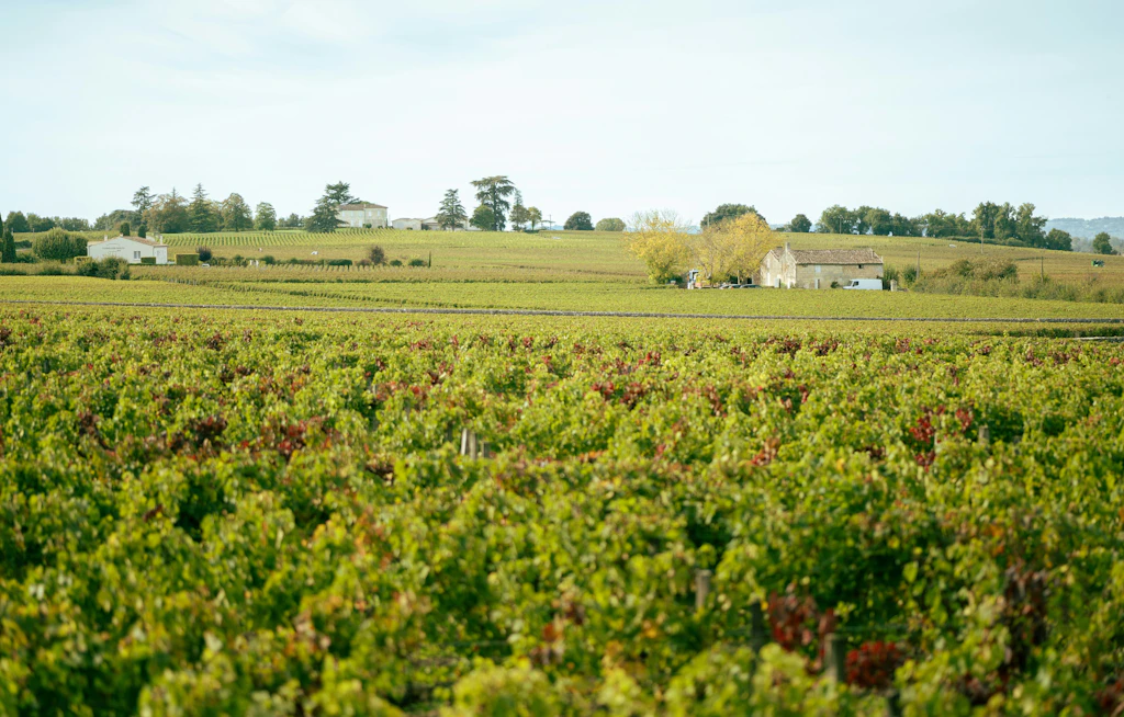 Trotz der verheerenden Brände: Bordeaux bleibt ein Paradies für Weinliebhaber