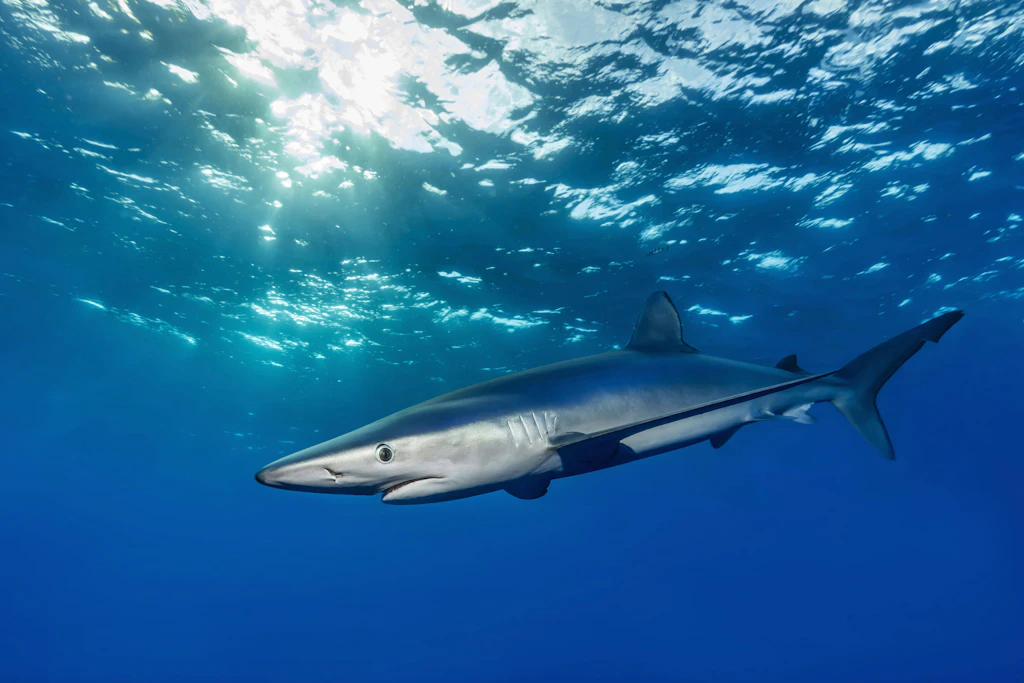 Ein Blauhai im offenen Wasser. Vor der irischen Küste sind die Tiere zwischen Juni und Oktober unterwegs. (Symbolbild)