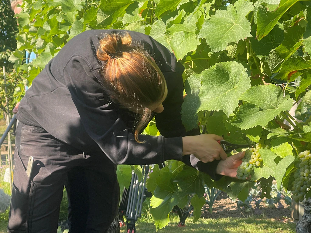 2,6 Millionen Liter: 2026 wird ein gutes Weinjahr für den Osten