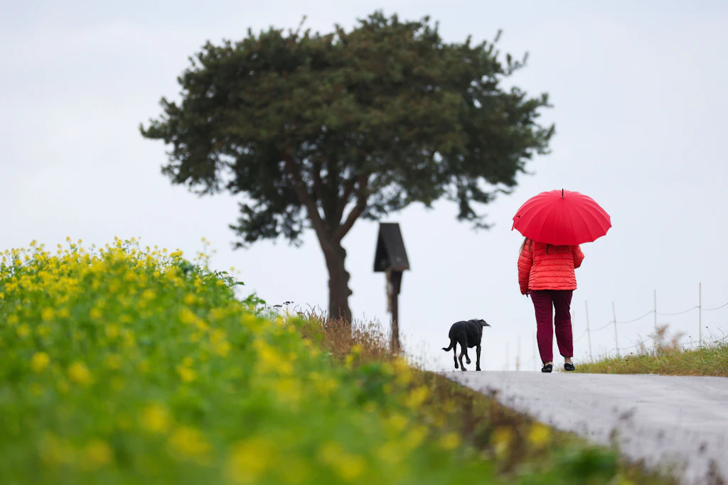 Bei Regen oder Sonnenschein: Tägliche Spaziergänge helfen dem Körper, sich besser an Temperaturwechsel zu gewöhnen.
