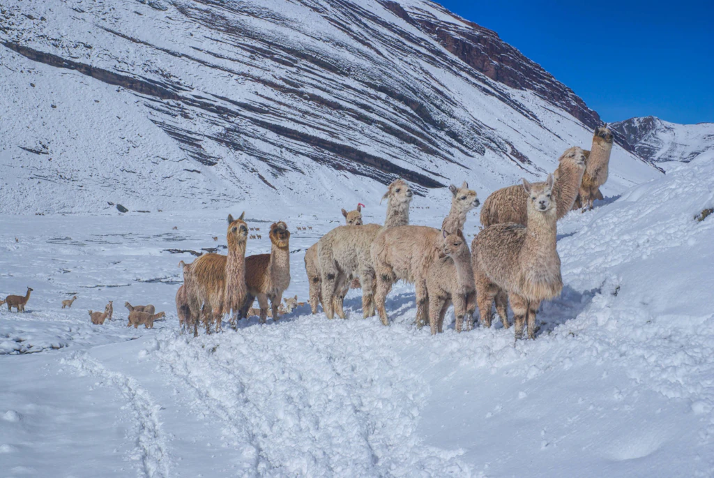 160.000 Lamas stehen im Schnee: Bolivien ruft den Notstand aus