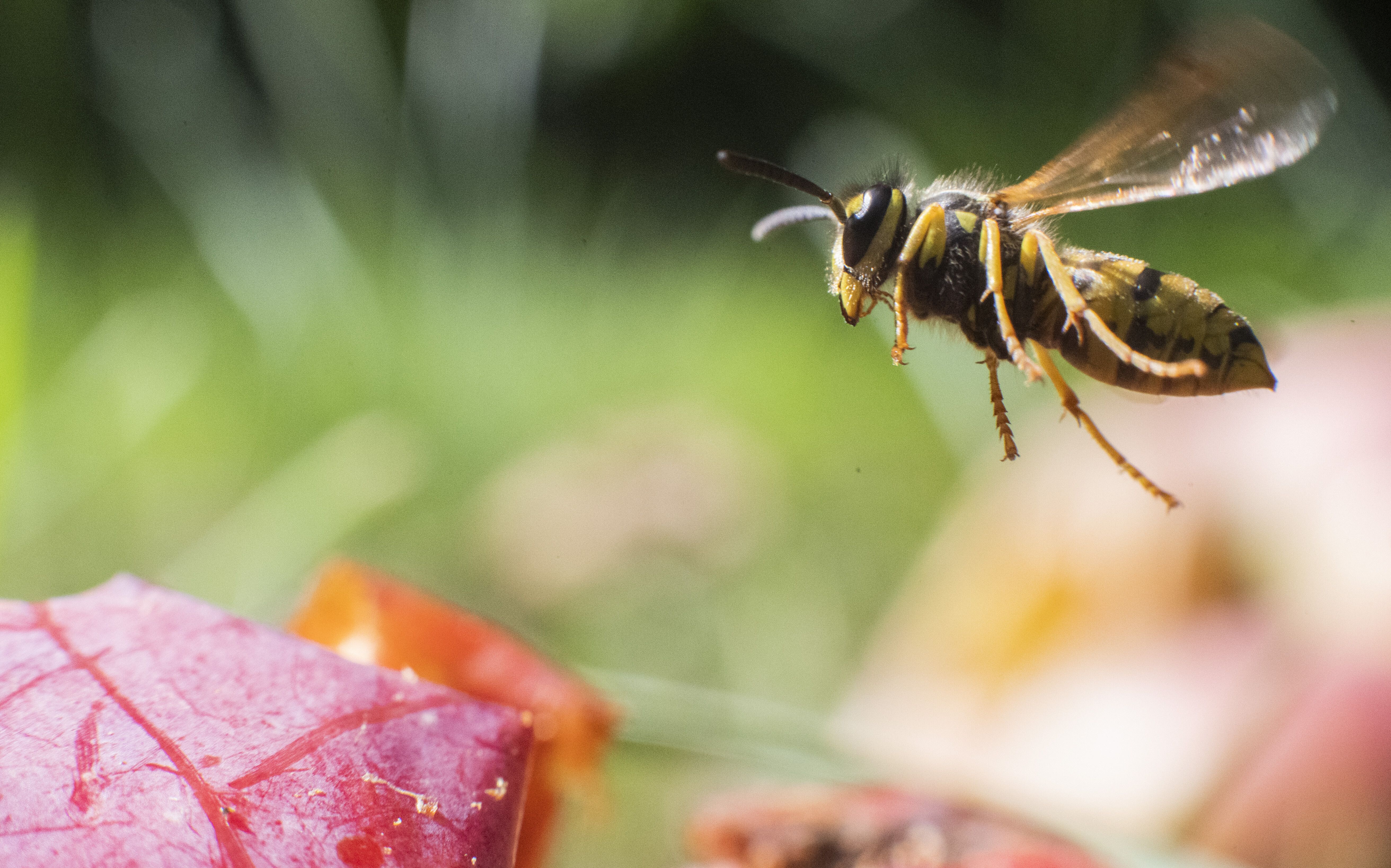 Wespenjahr 2026: Warum die Insekten nerven und trotzdem nützlich sind