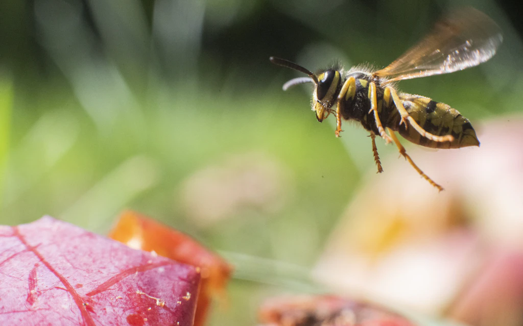 Wespenjahr 2026: Warum die Insekten nerven und trotzdem nützlich sind