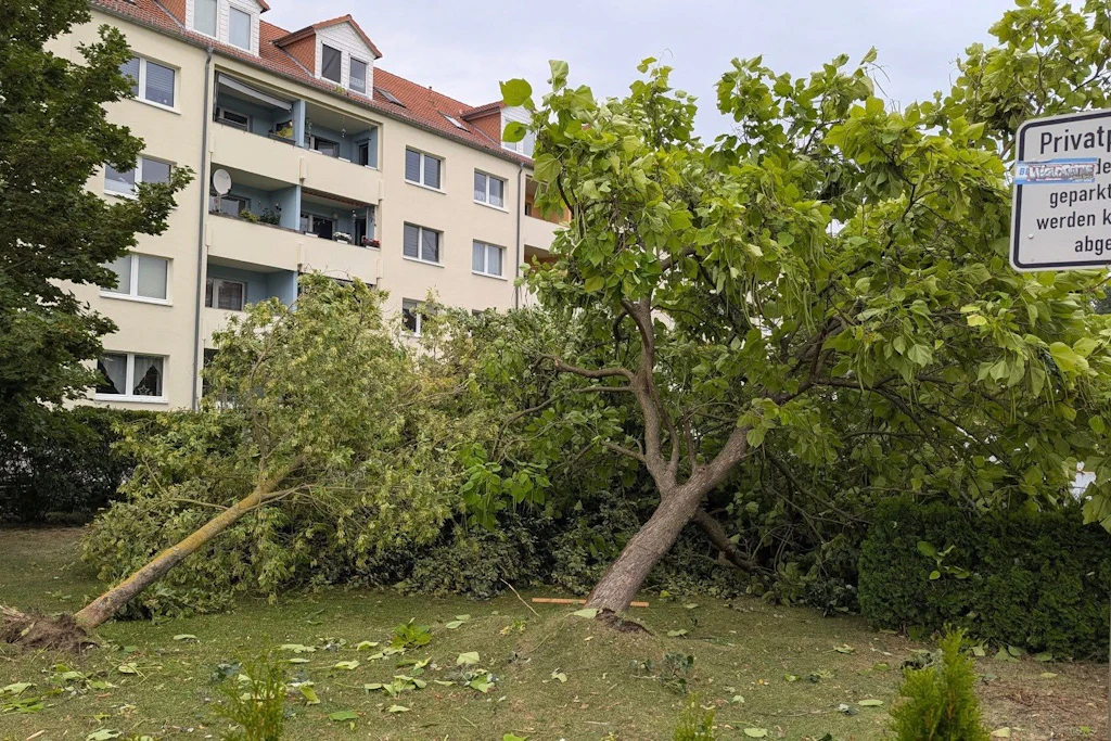 Entwurzelt und abgeknickt: Vor einem Wohnhaus in Fürstenwalde liegen mehrere Bäume auf der Grünfläche, ein Stamm ist samt Wurzelteller aus dem Boden gerissen.